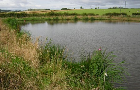 SURFACE HARVESTING